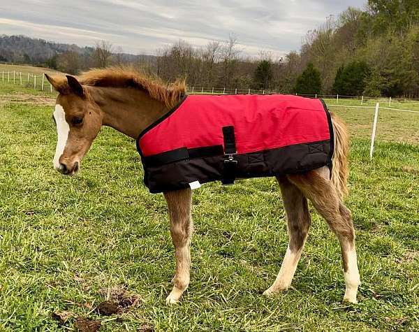 hanoverian-welsh-pony