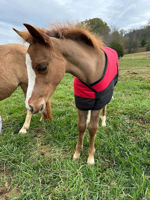 versatile-welsh-pony