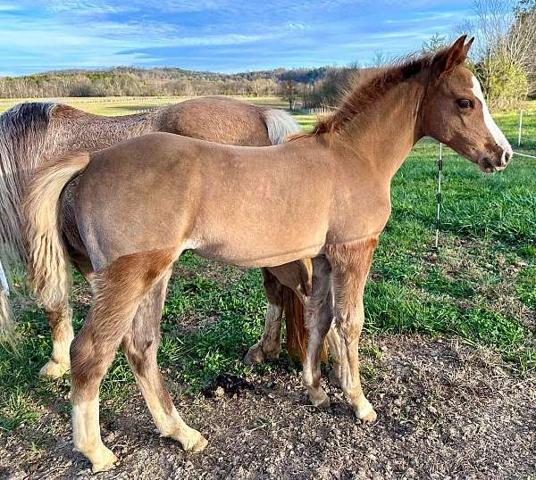 westfalen-welsh-pony