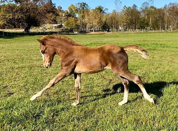 grp-welsh-pony