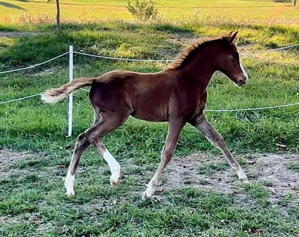 sho-welsh-pony