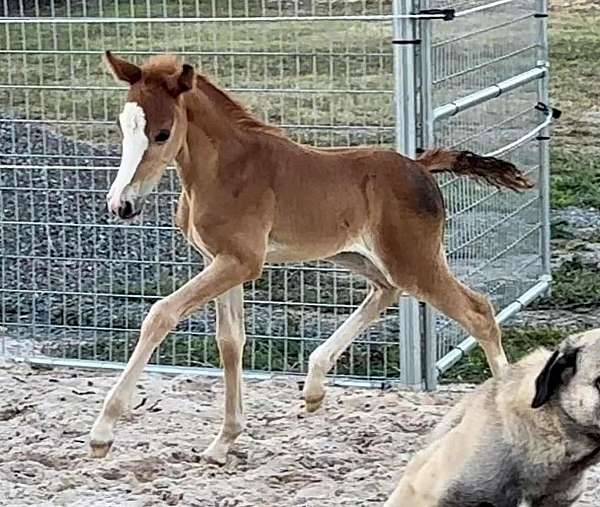 german-riding-pony-filly