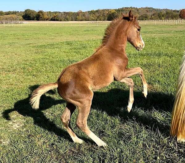 westfalen-pony