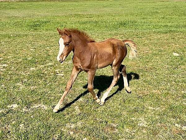 westfalen-pony