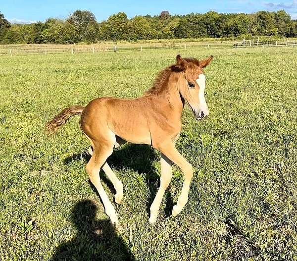 half-welsh-filly