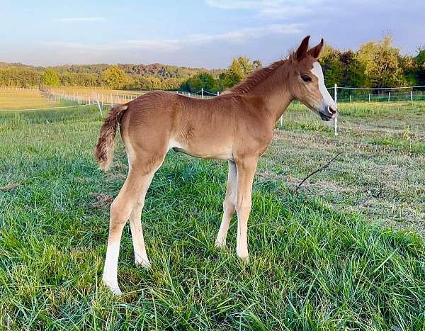 chestnut-sho-pony