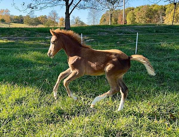 german-riding-pony-filly