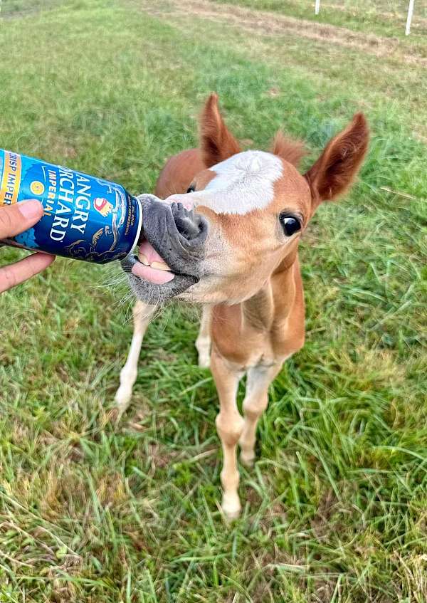 half-welsh-filly