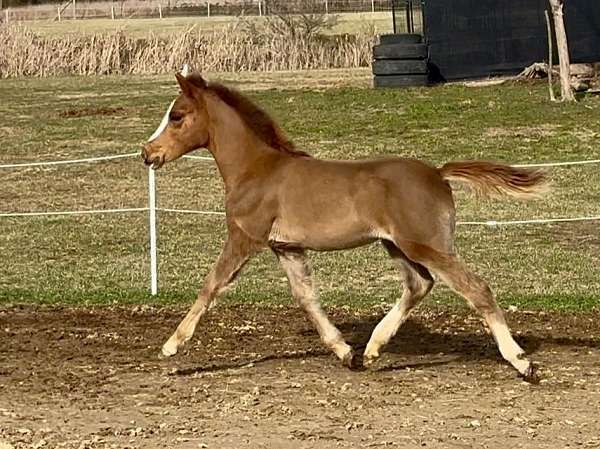 hanoverian-welsh-pony