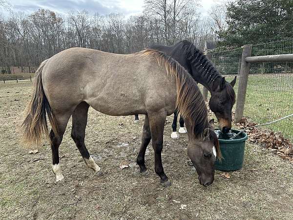 grulla-star-hind-socks-horse