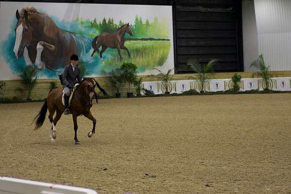 dressage-working-arabian-half-arabian-horse