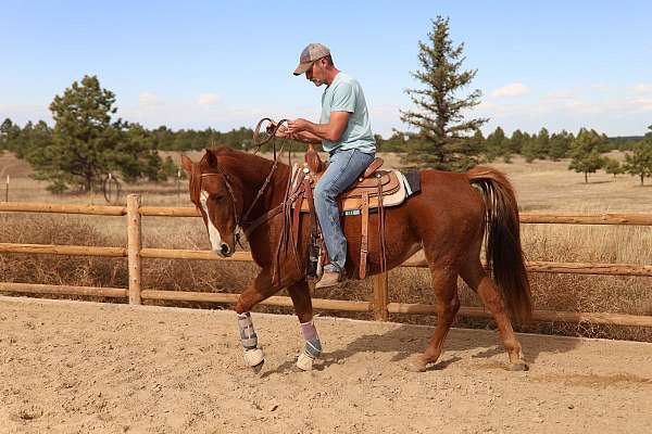 quarter-horse-mare