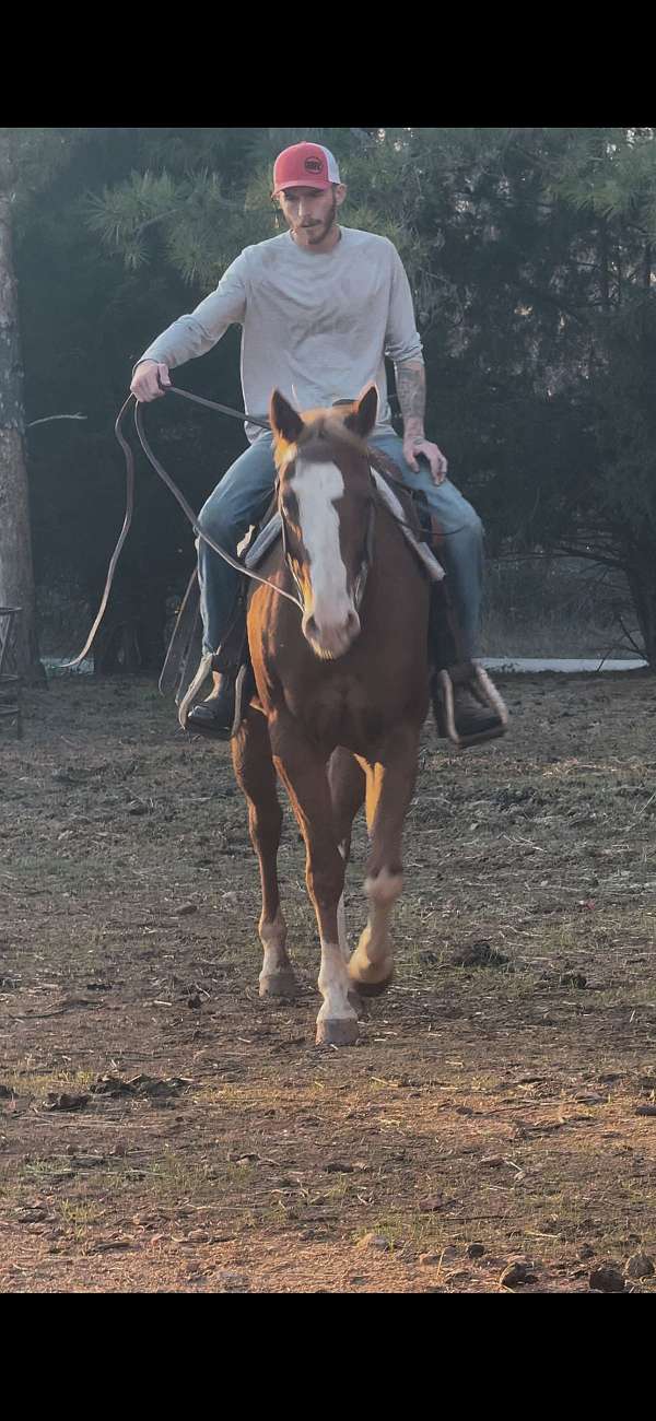 ranch-quarter-horse