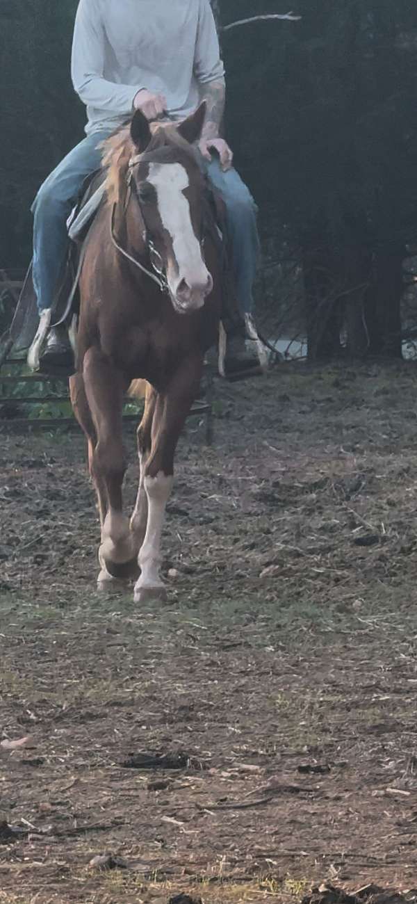 ridden-western-quarter-horse