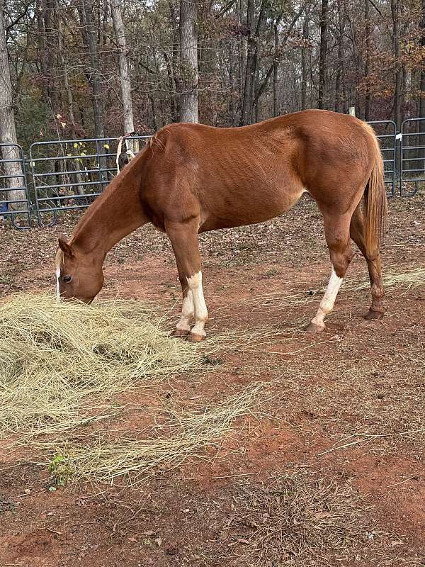 trail-quarter-horse