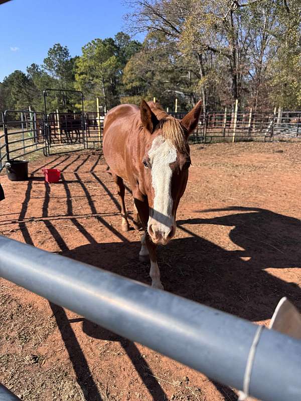 beginner-quarter-horse