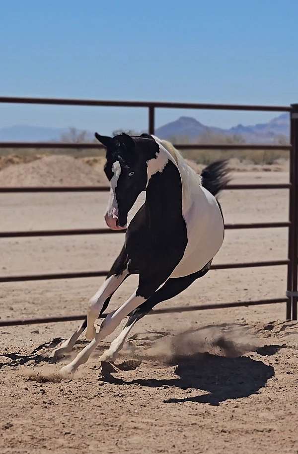 black-arabian-pinto-filly