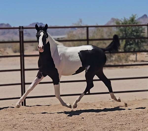 white-arabian-pinto-filly