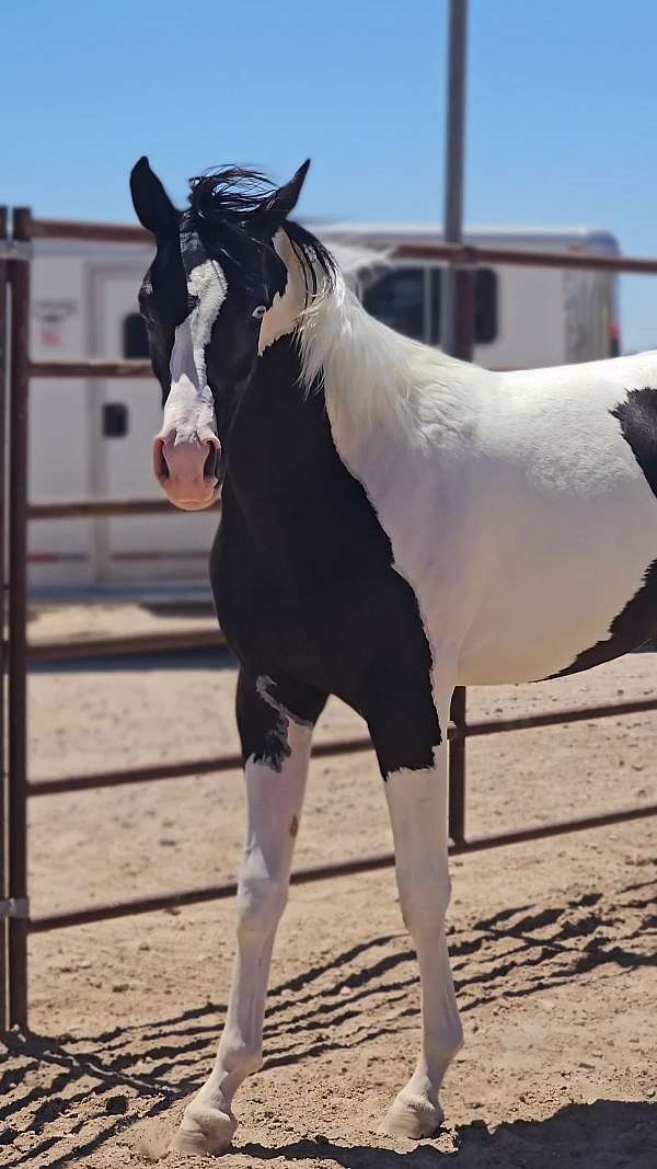 black-arabian-pinto-for-sale