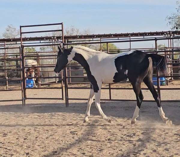 white-arabian-pinto-for-sale