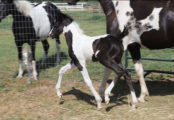 black-arabian-pinto