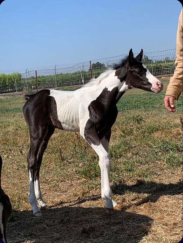 white-arabian-pinto-horse