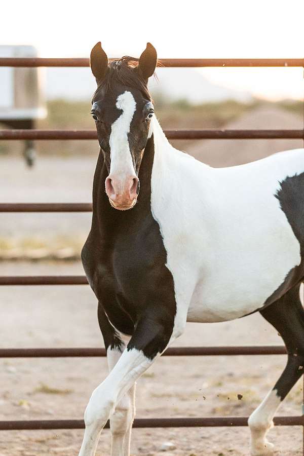 black-arabian-pinto-horse