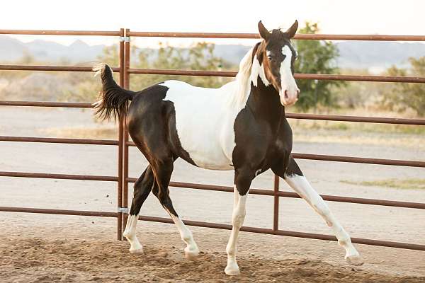 white-arabian-pinto