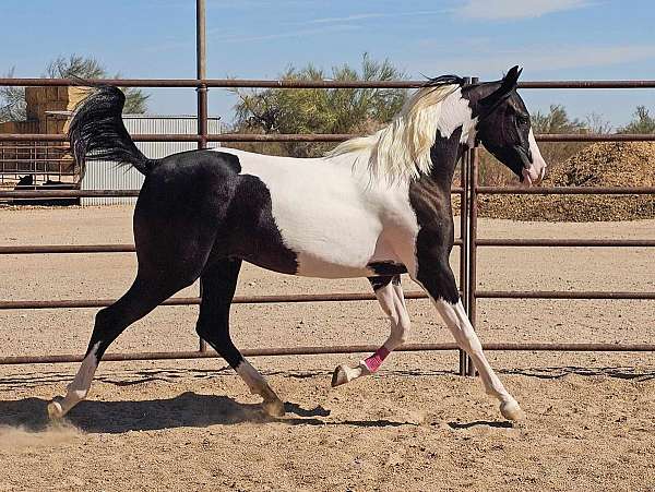 around-pintabian-horse