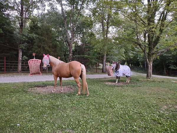 liberty-palomino-gaited-mare