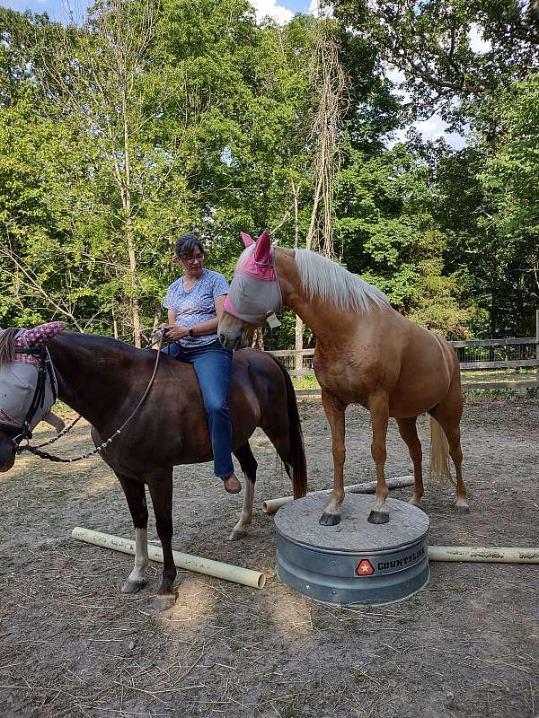 liberty-palomino-gaited-tennessee-walking-horse