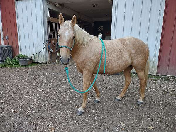 liberty-palomino-gaited-palomino-tennessee-walking-horse