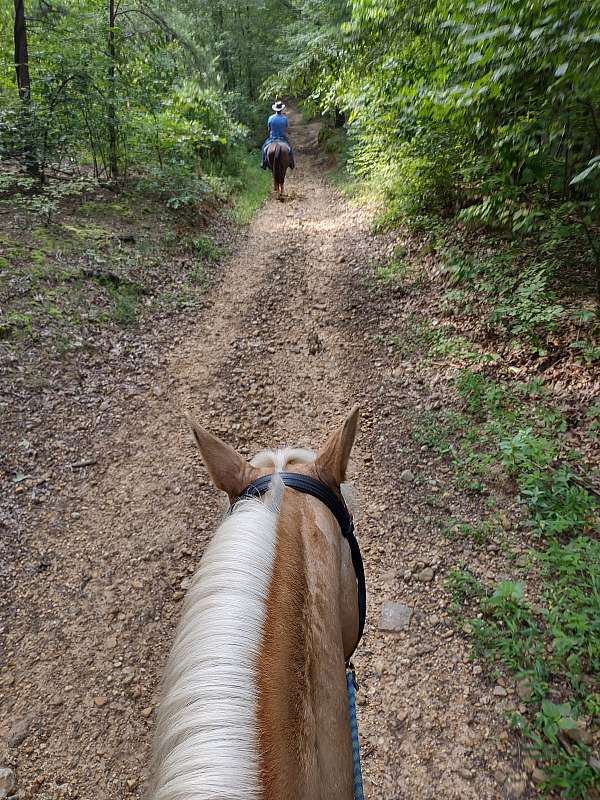 athletic-tennessee-walking-horse