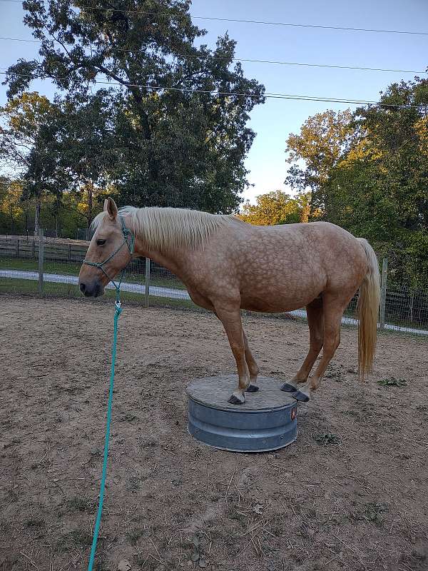 palomino-star-horse