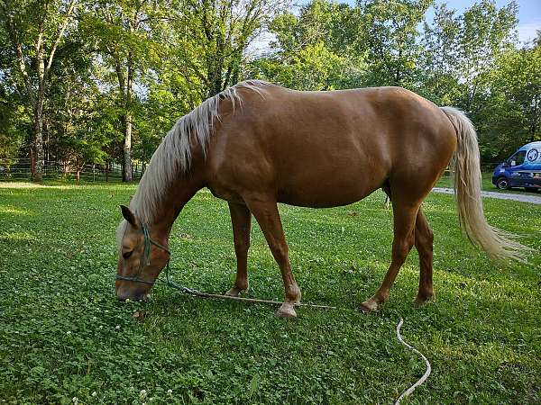 dappled-tennessee-walking-horse