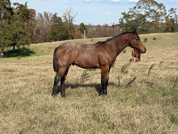 bay-roan-pr-horse