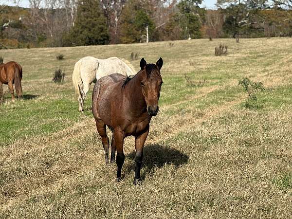 all-around-quarter-horse