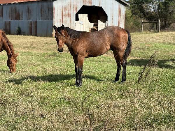 barrel-quarter-horse