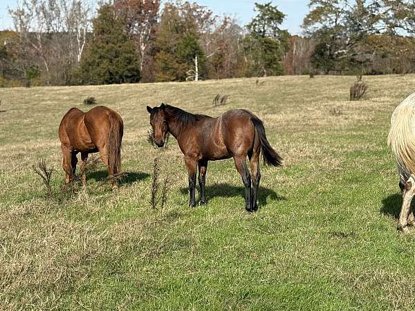 breeding-quarter-horse