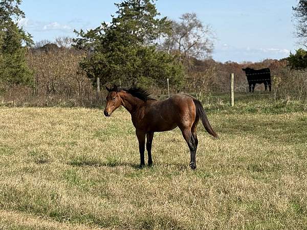 calf-roping-quarter-horse