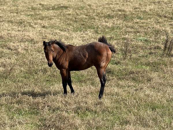 cowboy-mounted-shooting-quarter-horse