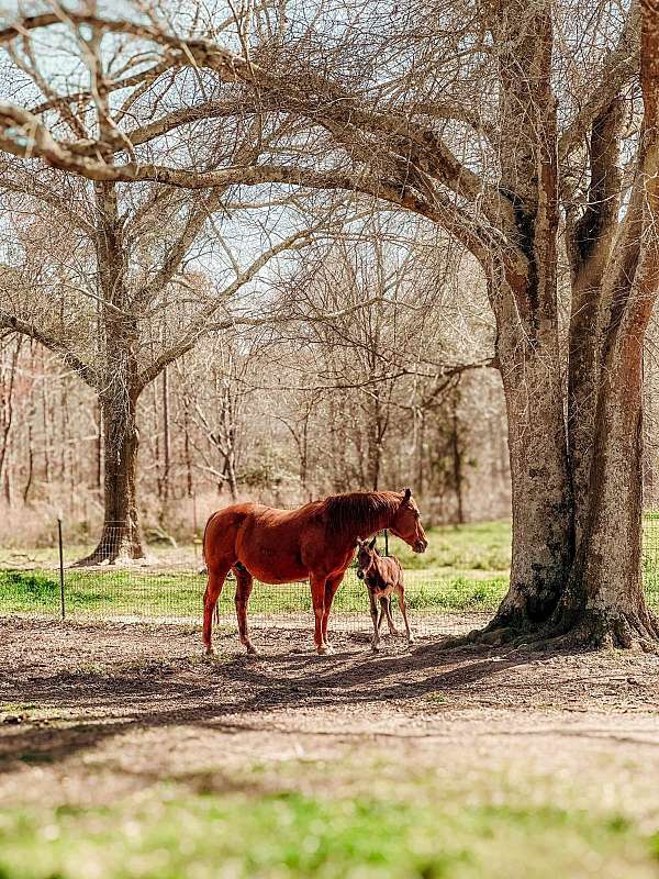 cutting-quarter-horse