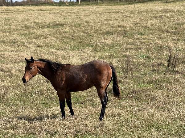 companion-quarter-horse