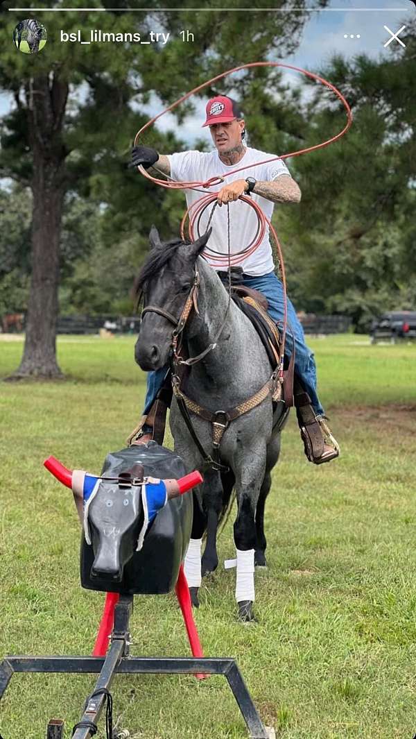 cutting-prospect-quarter-horse