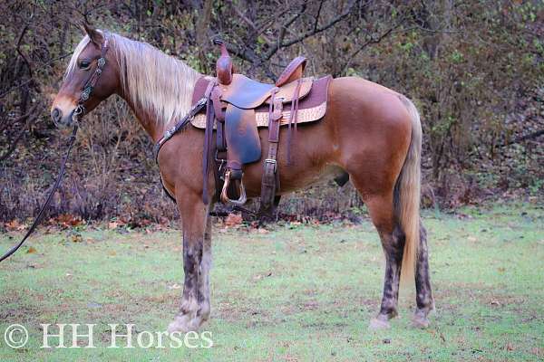 all-around-rocky-mountain-horse