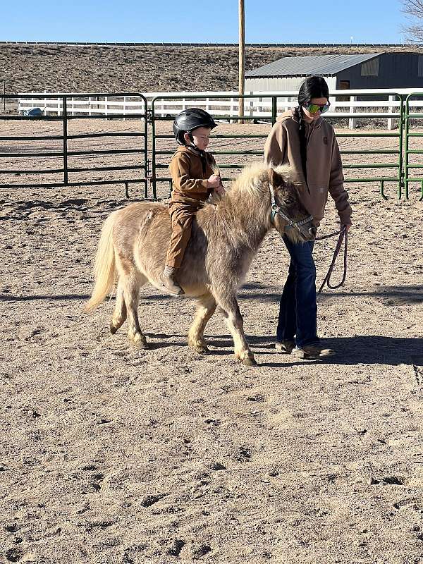 grey-appaloosa-pony-gelding