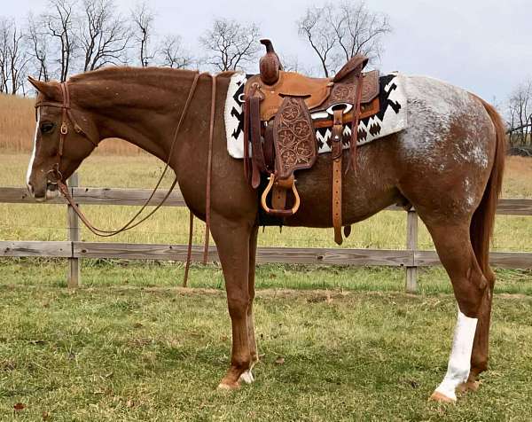 pleasure-appaloosa-horse