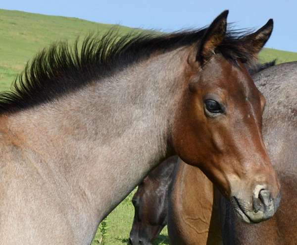 bay-roan-natural-horse