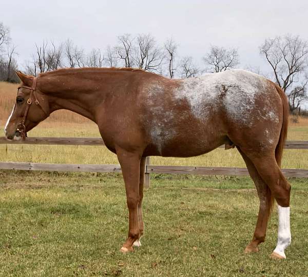 pleasure-appaloosa-horse