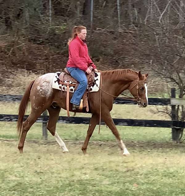 pleasure-appaloosa-horse